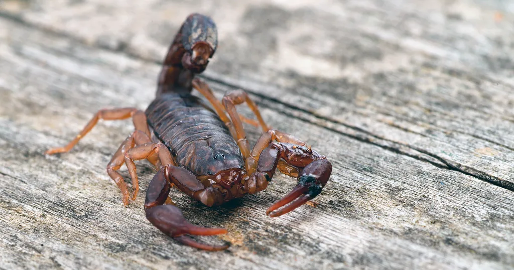 An Eastern Stripeless Scorpion poised to strike on a picnic table