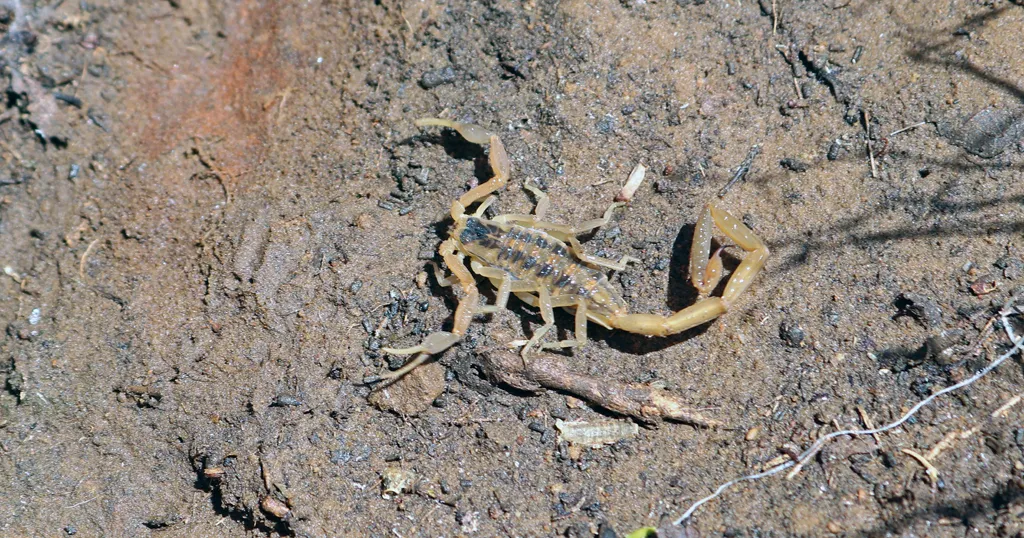 A Striped Bark Scorpion A striped bark scorpion on a hiking trail