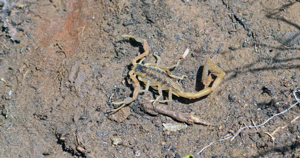 A striped bark scorpion on a hiking trail