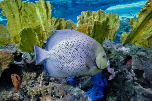 Ripley's Aquarium of the Smokies