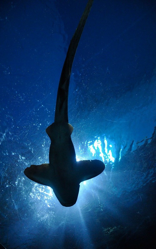 Shark Shark
