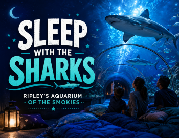Sleep With the Sharks Sleep With the Sharks
