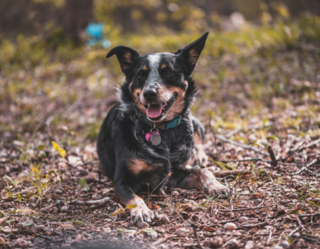 Pet Friendly Smoky Mountain Cabins
