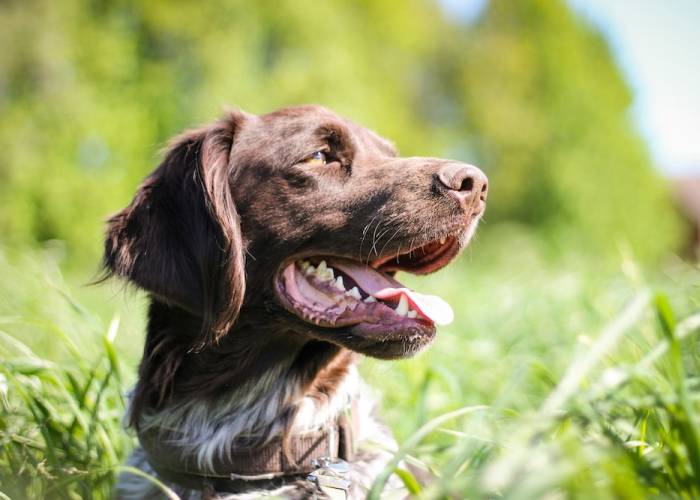 Pet Friendly Smoky Mountain Cabin Rentals