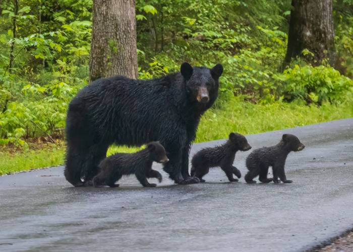 Wildlife Wildlife