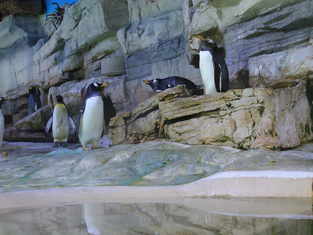 Penguins