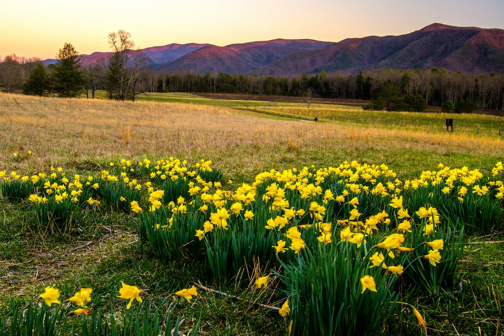 Spring flowers in the Smoky Mountains